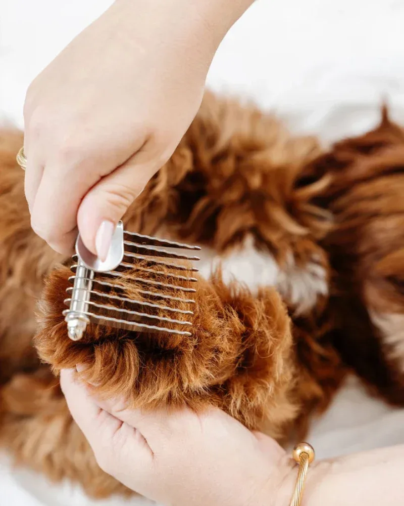 The Dematting Comb for Dogs - Image 2