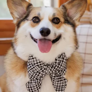 HTH X TFD Soho Black Lady Dog Bow (FINAL SALE)
