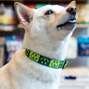 Dog Collar with Black Hardware in Neon Yellow & Green (Made in the USA)
