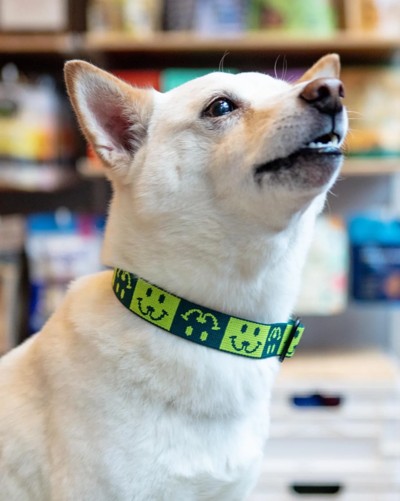 Dog Collar with Black Hardware in Neon Yellow & Green (Made in the USA)