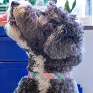 Blooming Plaid Dog Collar (Made in the USA) (FINAL SALE)