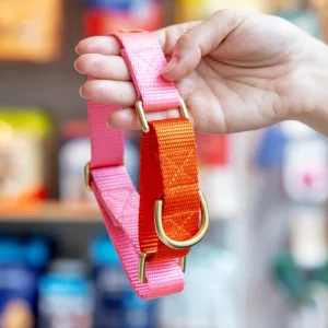 Martingale Dog Collar in Pink + Orange (Made in the USA)