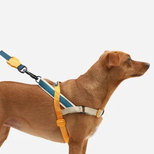 SofterWalk No-Pull Dog Harness in Voyage