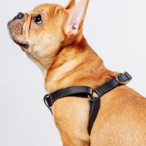 Walk in the Park Waterproof Dog Harness in Black (Made in the USA)