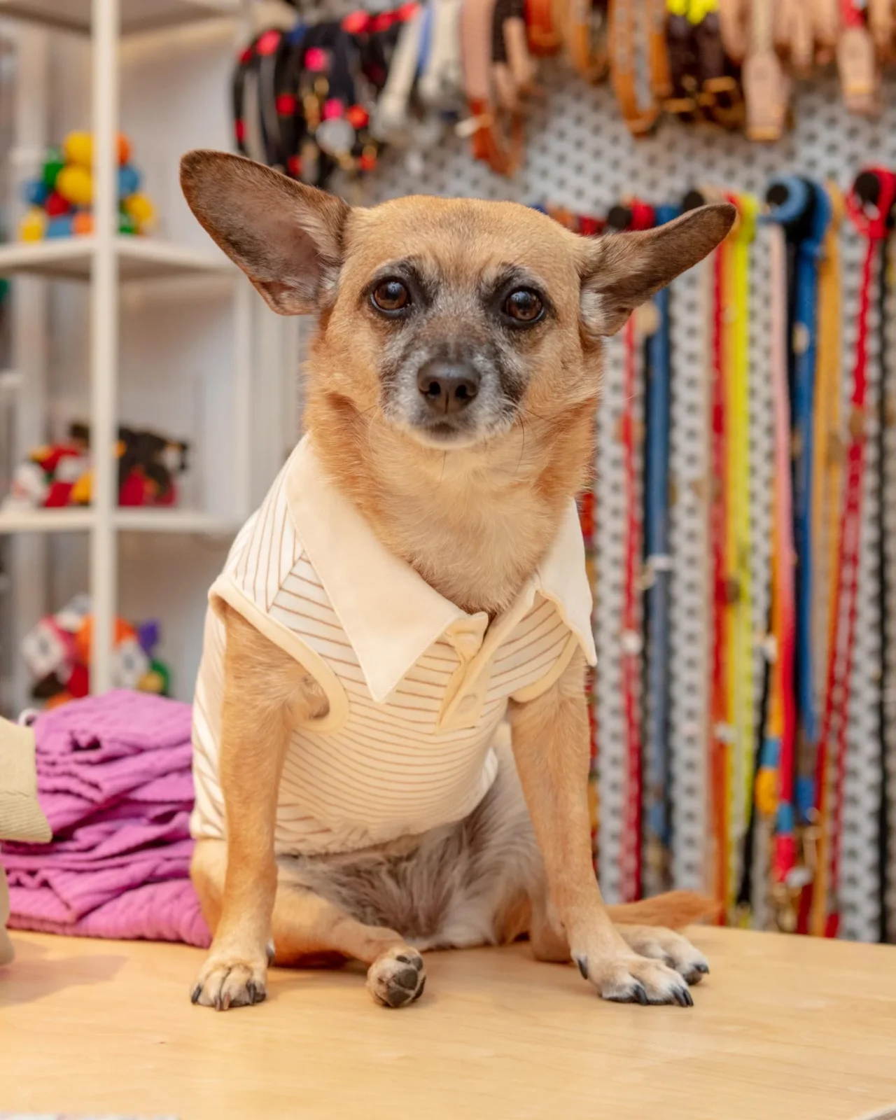 Striped Sleeveless Collared Shirt for Dogs