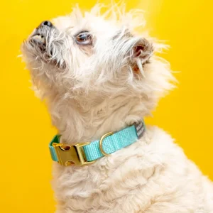 Side-Release Buckle Dog Collar in Aqua (Made in the USA) (FINAL SALE)