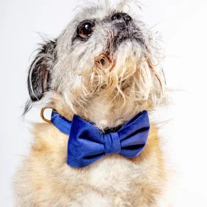 Navy Velvet Dog Bow-Tie (Made in the USA) (FINAL SALE)