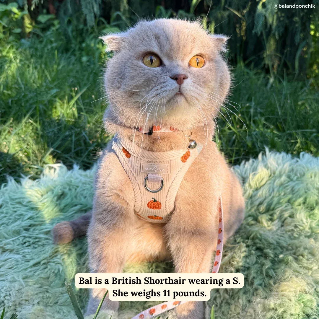 Oh My Gourd Corduroy Step-in Cat Harness - Image 2