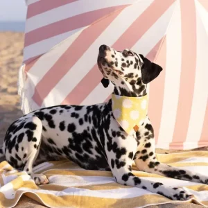 Fun in the Sun Dog Bandana (Made in the USA) (FINAL SALE)