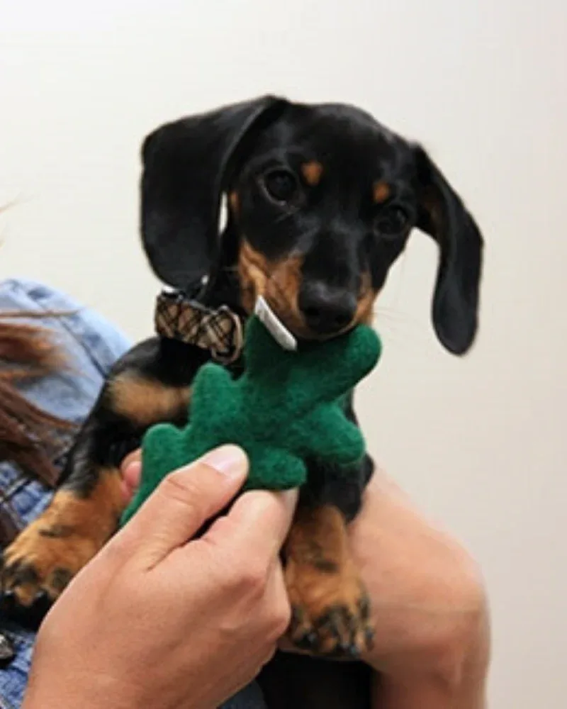 Wooly Tree Crinkle Dog Toy <> - Image 2