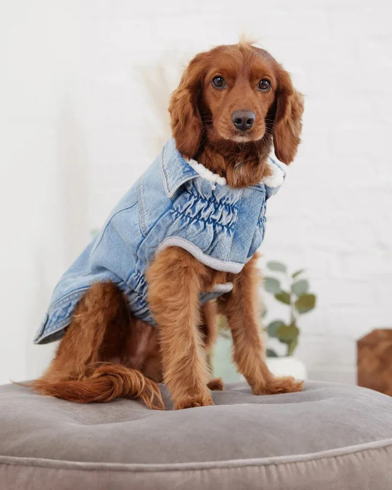 Denim Shearling Dog Jacket in Light Wash - Image 2