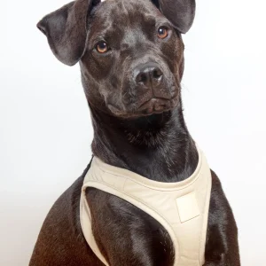 Soft Fabric Step-In Dog Harness in Sandstone