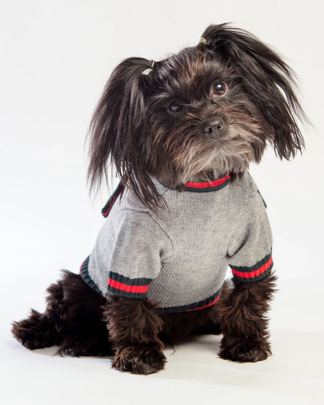 Luxe Stripe Tie Dog Sweater <> - Image 2