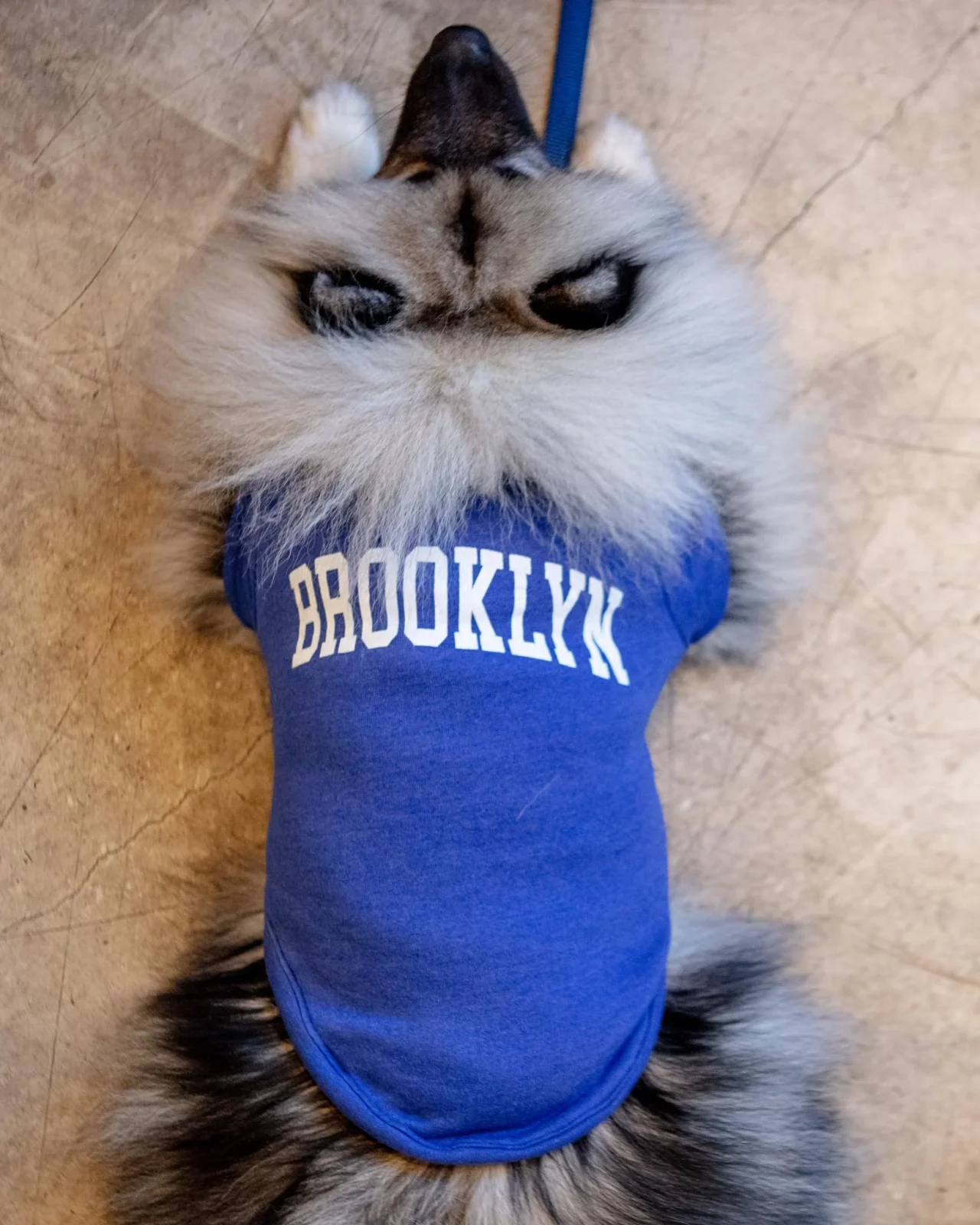 Brooklyn Dog Sweatshirt in Royal Blue Heather - Image 2