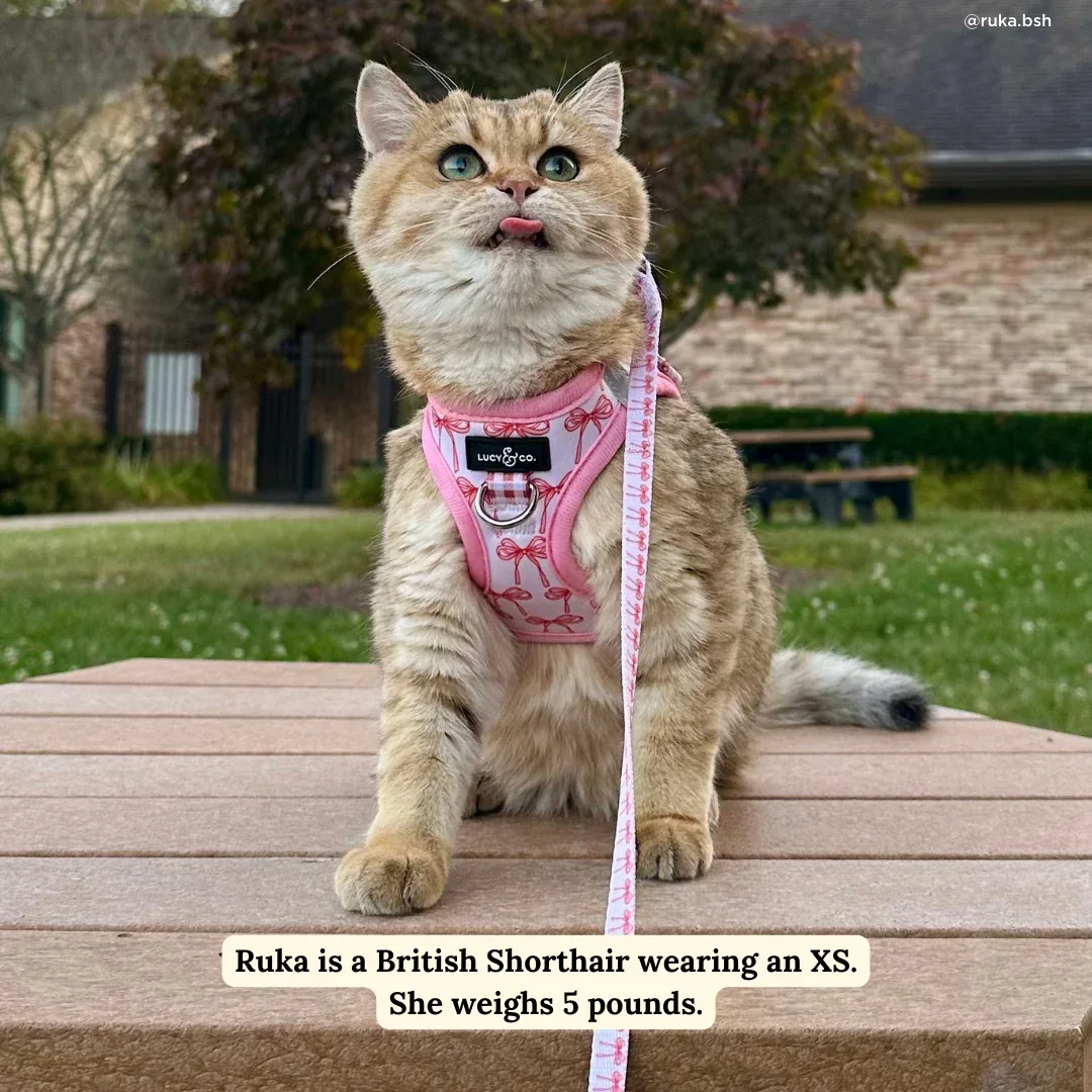 Take a Bow Cat Leash - Image 2
