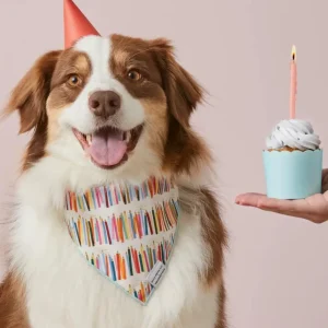 Rifle Paper Co. X TFD Birthday Candles Dog Bandana