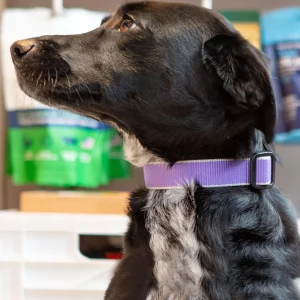 Color Market Bamboo Dog Collar in Lavender (Made in the USA)