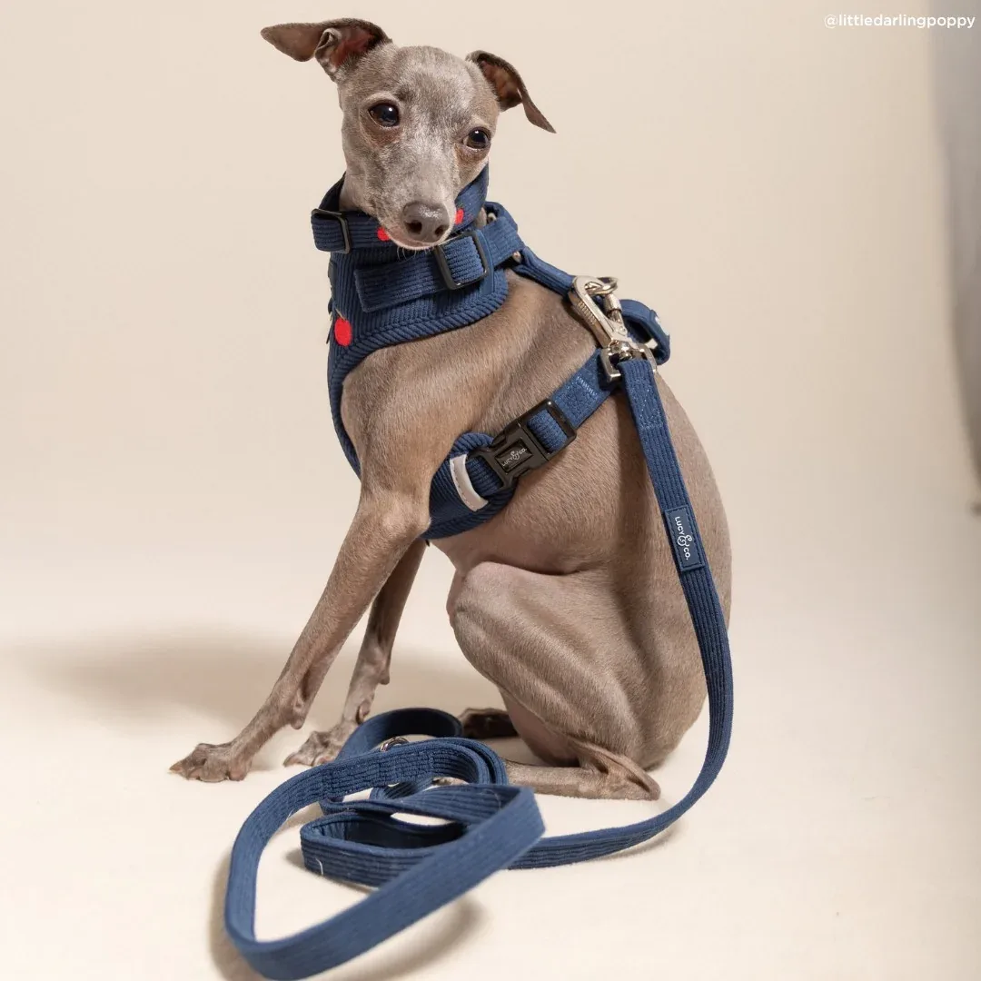 Appley Ever After Corduroy Leash - Image 2