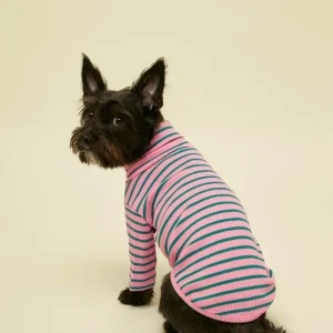 College Dropout Ribbed Dog Pullover