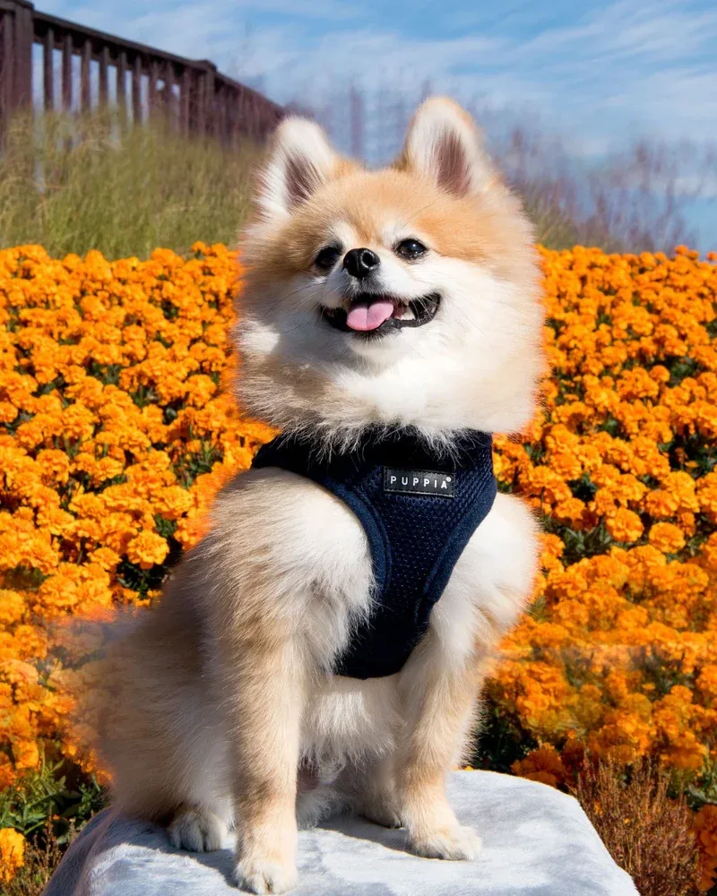 Soft Vest Dog Harness in Navy Blue (FINAL SALE) - Image 2