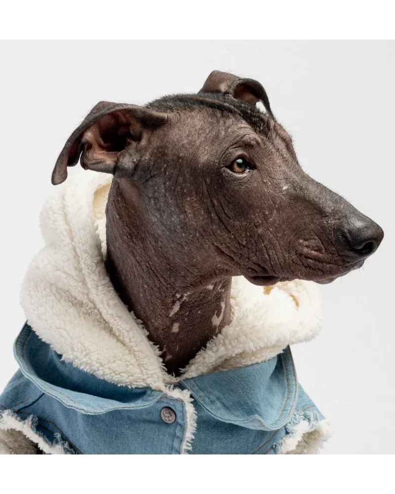 Justin Denim & Shearling Dog Jacket((FINAL SALE)) - Image 2