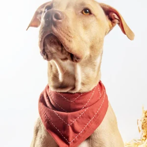 Arrow Dog Bandana in Rust
