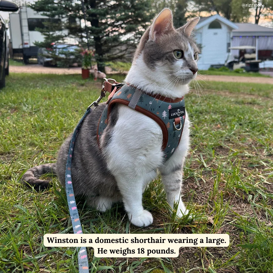 Take a Hike Step-in Cat Harness - Image 2