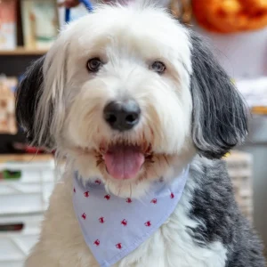 Feeling Crabby Dog Bandana (Made in the USA)