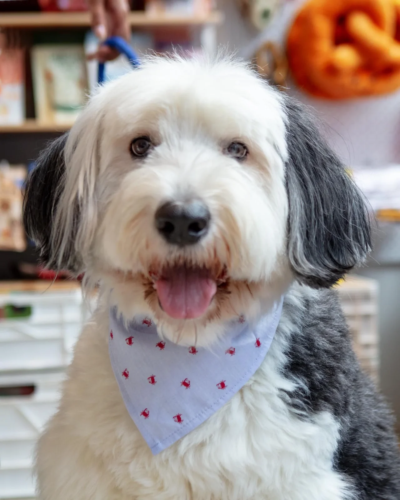Feeling Crabby Dog Bandana (Made in the USA)