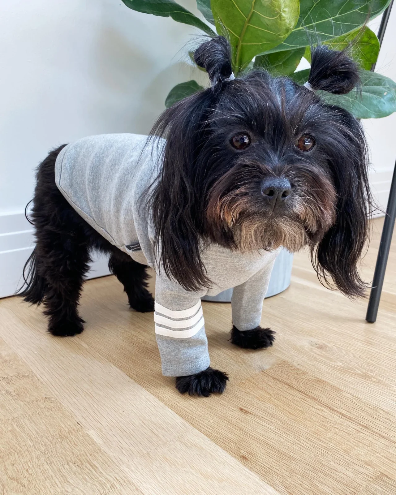 Stripe Point Turtleneck in Grey (Dog & Co. Exclusive) (FINAL SALE) - Image 2