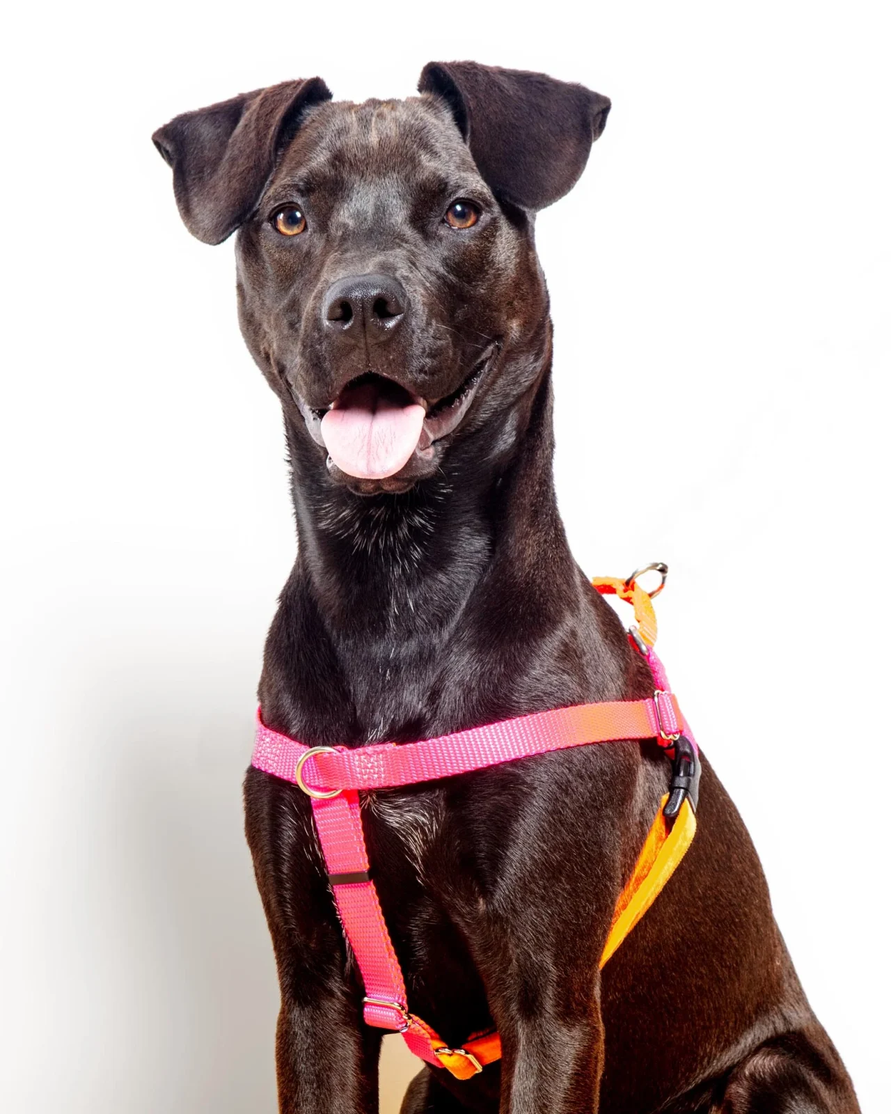 Freedom No-Pull Harness in Neon Pink & Orange (Made in the USA) - Image 2