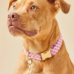 Hot Pink Gingham Dog Collar (Made in the USA)