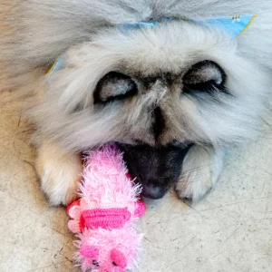 Handmade Dinosaur Squeaky Dog Toy