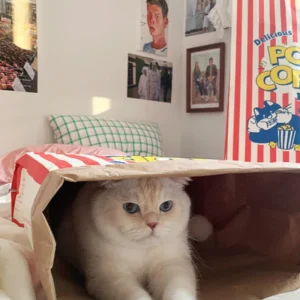 Popcorn Paper Bag Cat Cave Toy