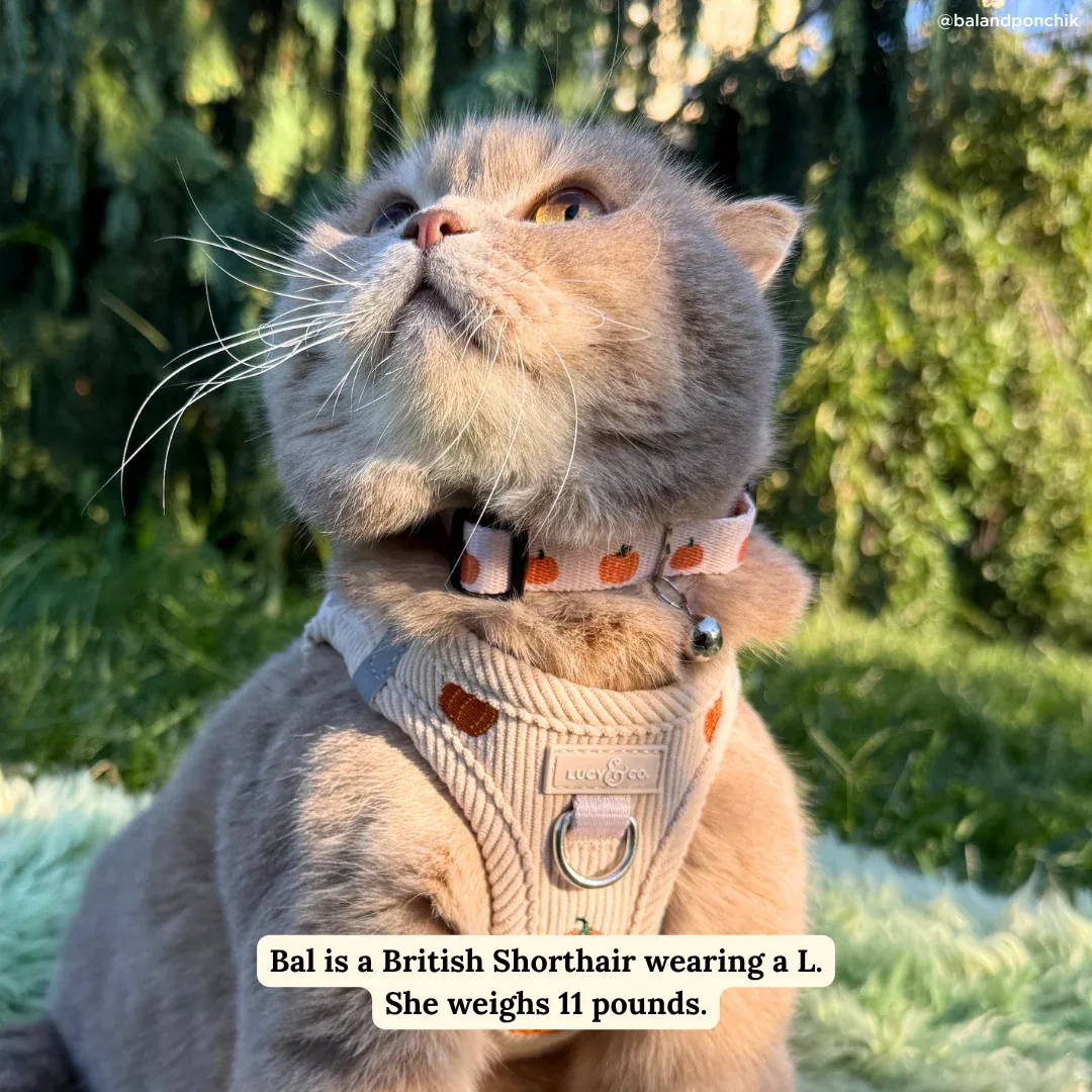 Oh My Gourd Breakaway Cat Collar - Image 2
