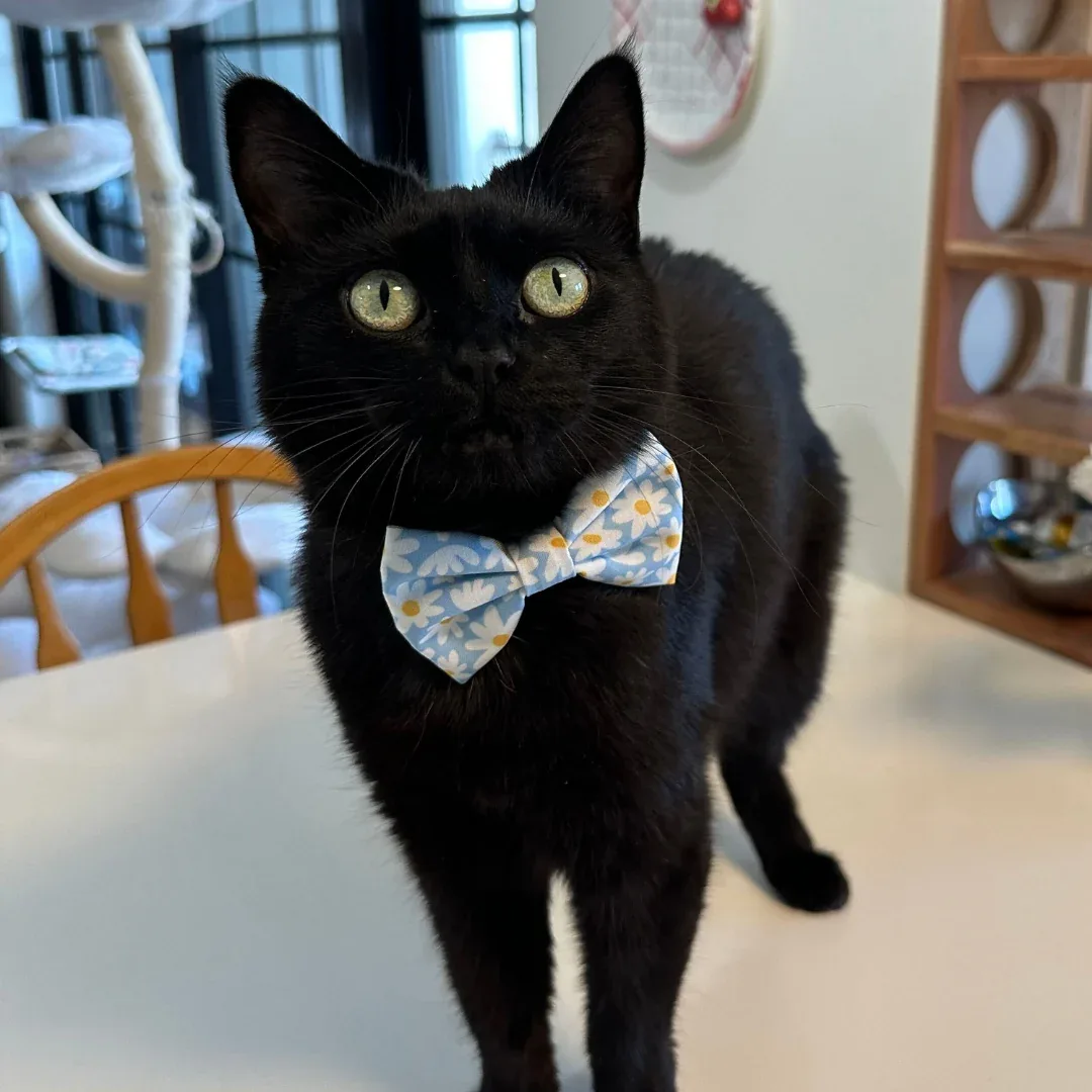Simply Splendid Cat (& Small Dog) Bow Tie - Image 2