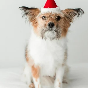 Santa Holiday Hat for Dogs & Cats (Made in the USA)