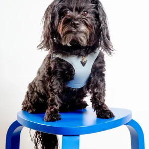 Juno Leather Dog Harness in Sky Blue (Made in Italy) (FINAL SALE)