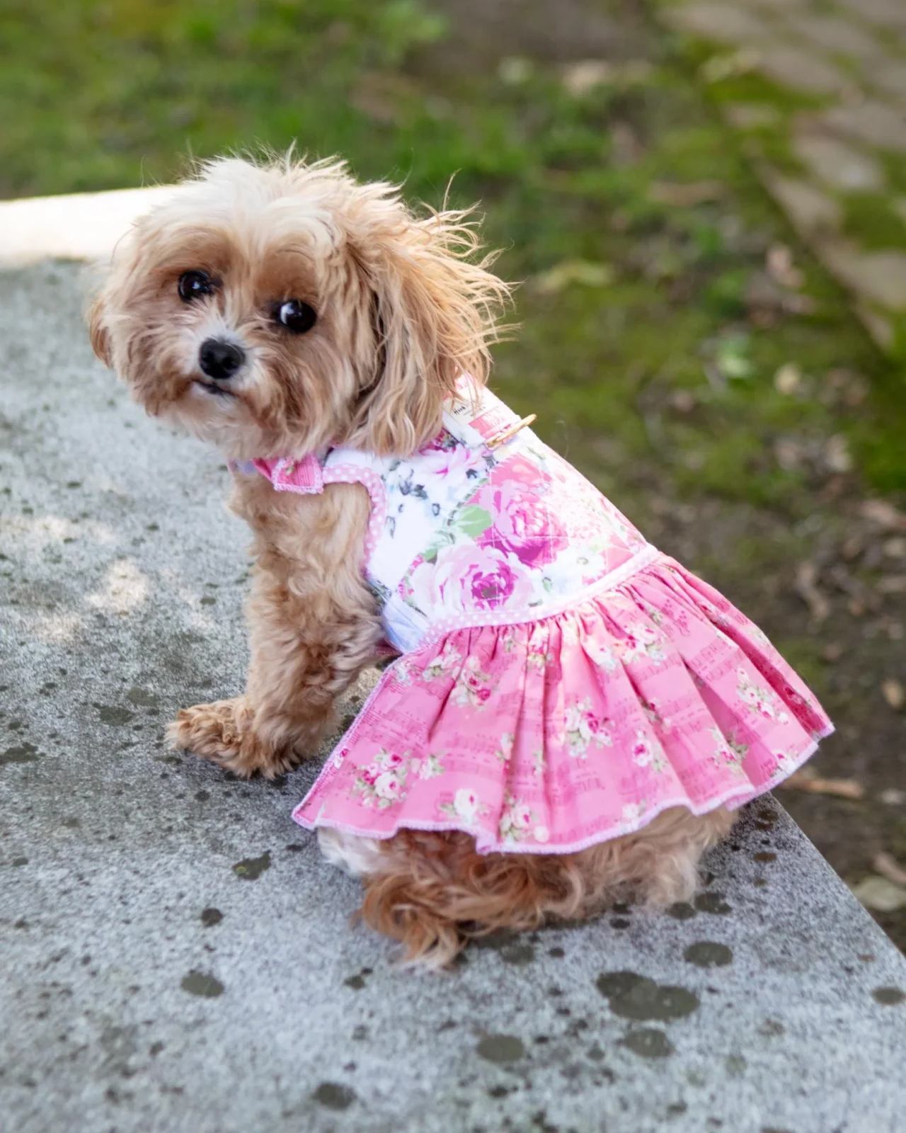 Rosie Keepsake Dog Harness Dress (Made int he USA)