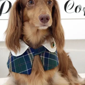 Evelyn - Handmade Green Plaid Cape Dog Accessory