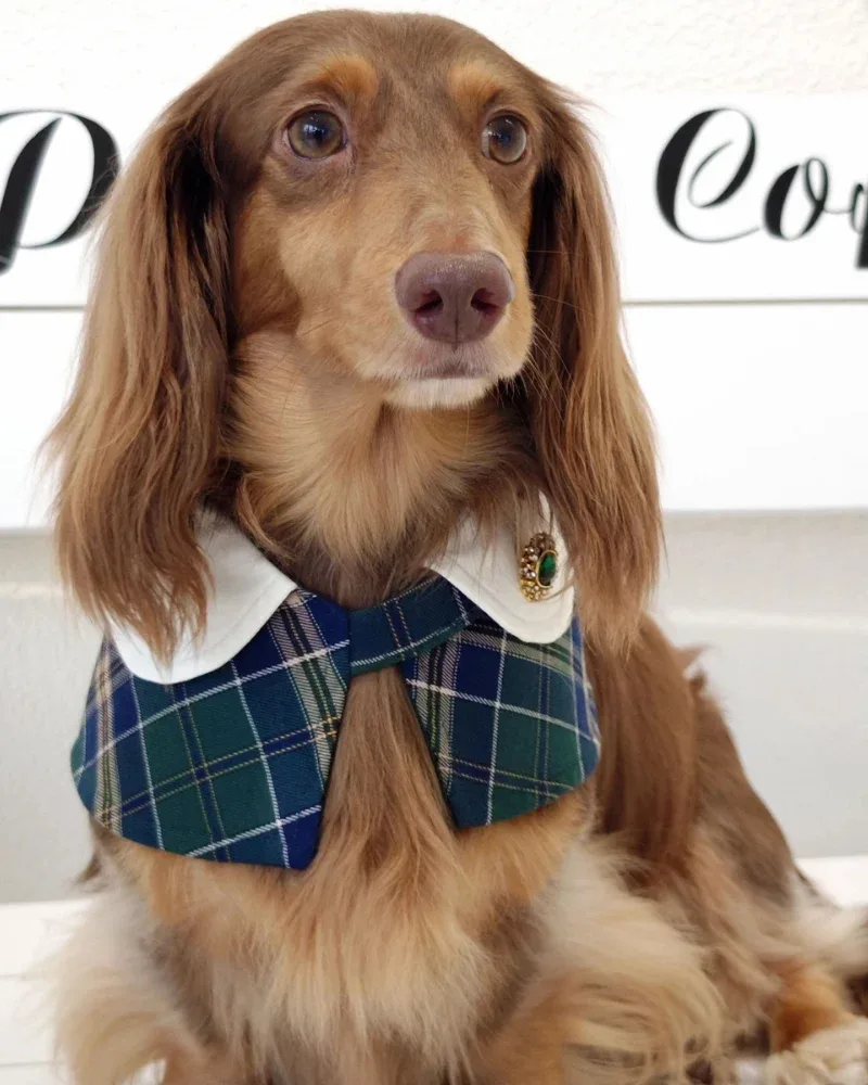 Evelyn - Handmade Green Plaid Cape Dog Accessory