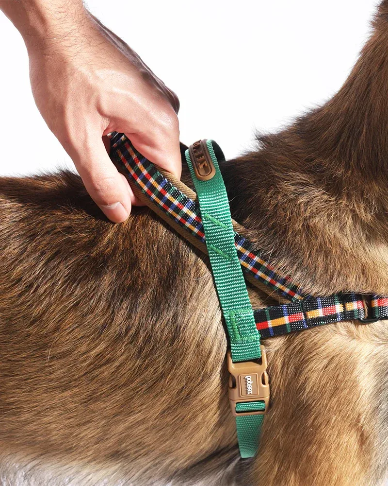 SofterWalk No-Pull Dog Harness in Travis - Image 2