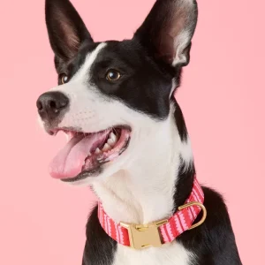 Scallop Stripe Dog Collar