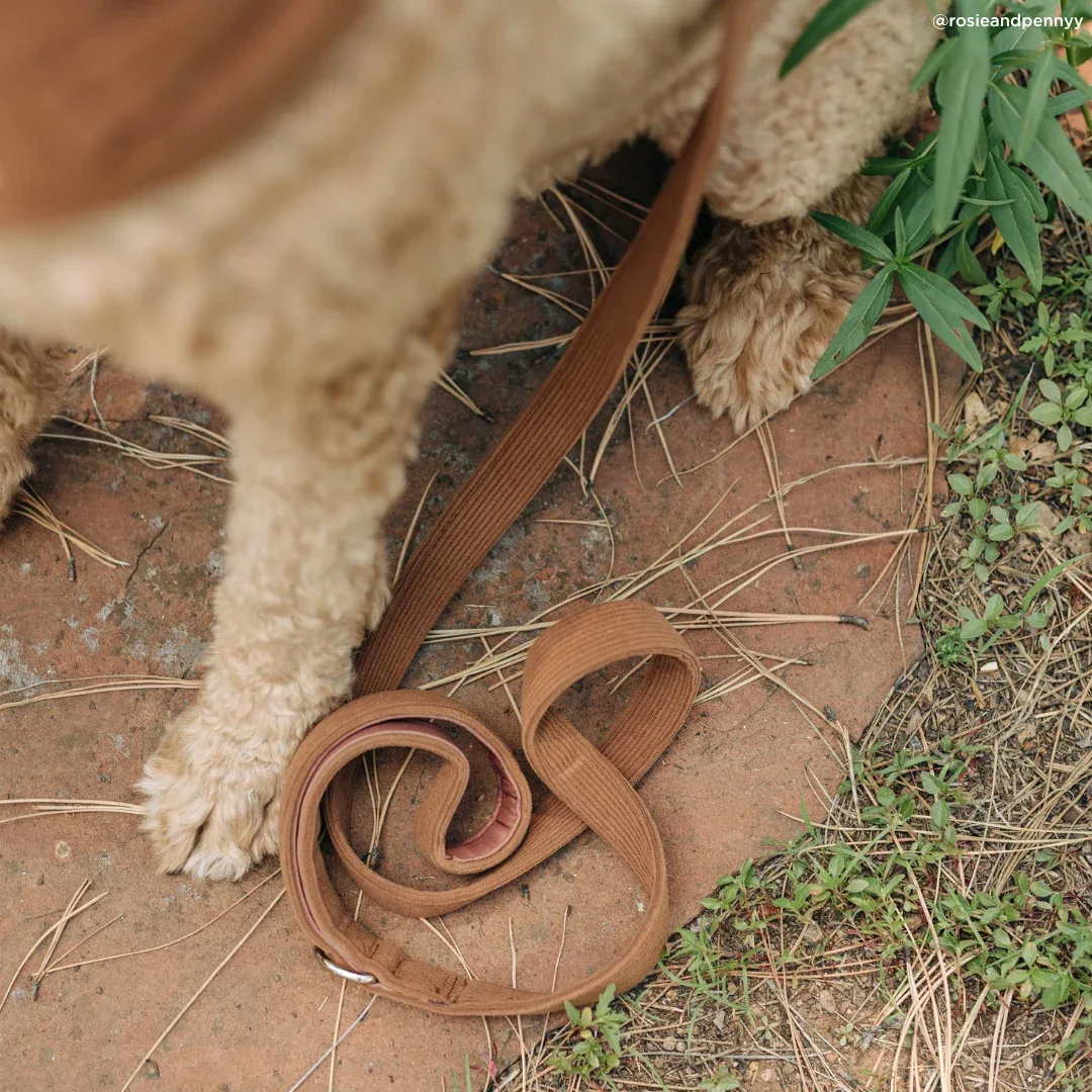 Chocolate Meadows Corduroy Leash - Image 2