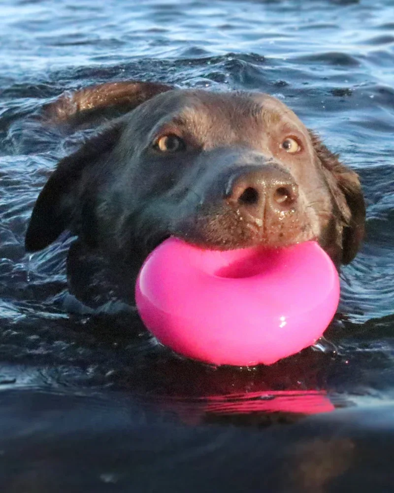 Dawg-Nut Rubber Dog Toy (Made in the USA) - Image 2