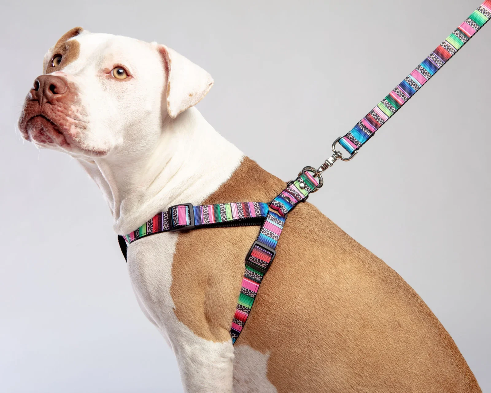 Rainbow Serape + Leopard Dog Leash (Made in NYC) - Image 2