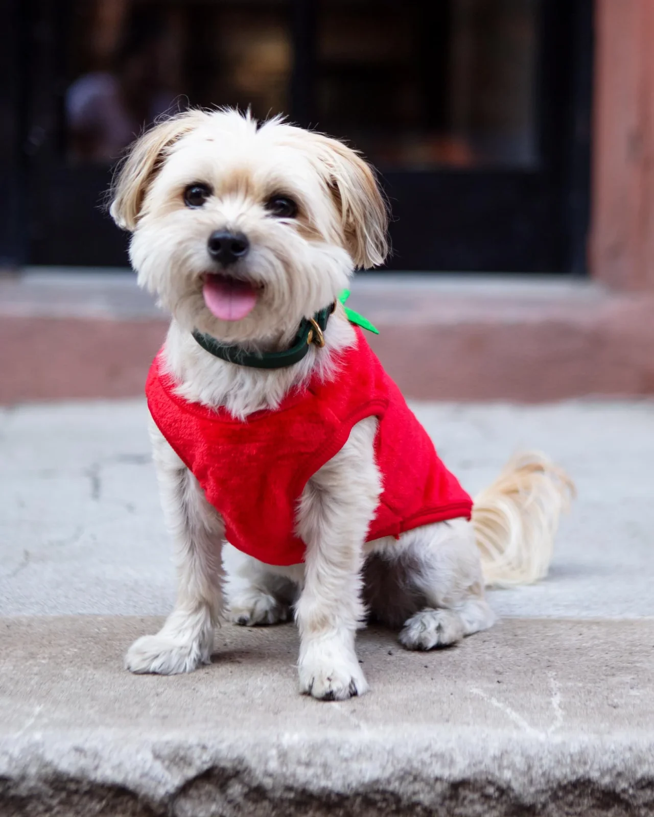 Fleece Sweet Strawberry Dog Pullover - Image 2