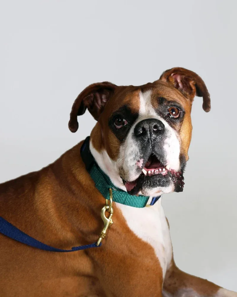 Martingale Dog Collar in Navy + Evergreen (Made in the USA) - Image 2