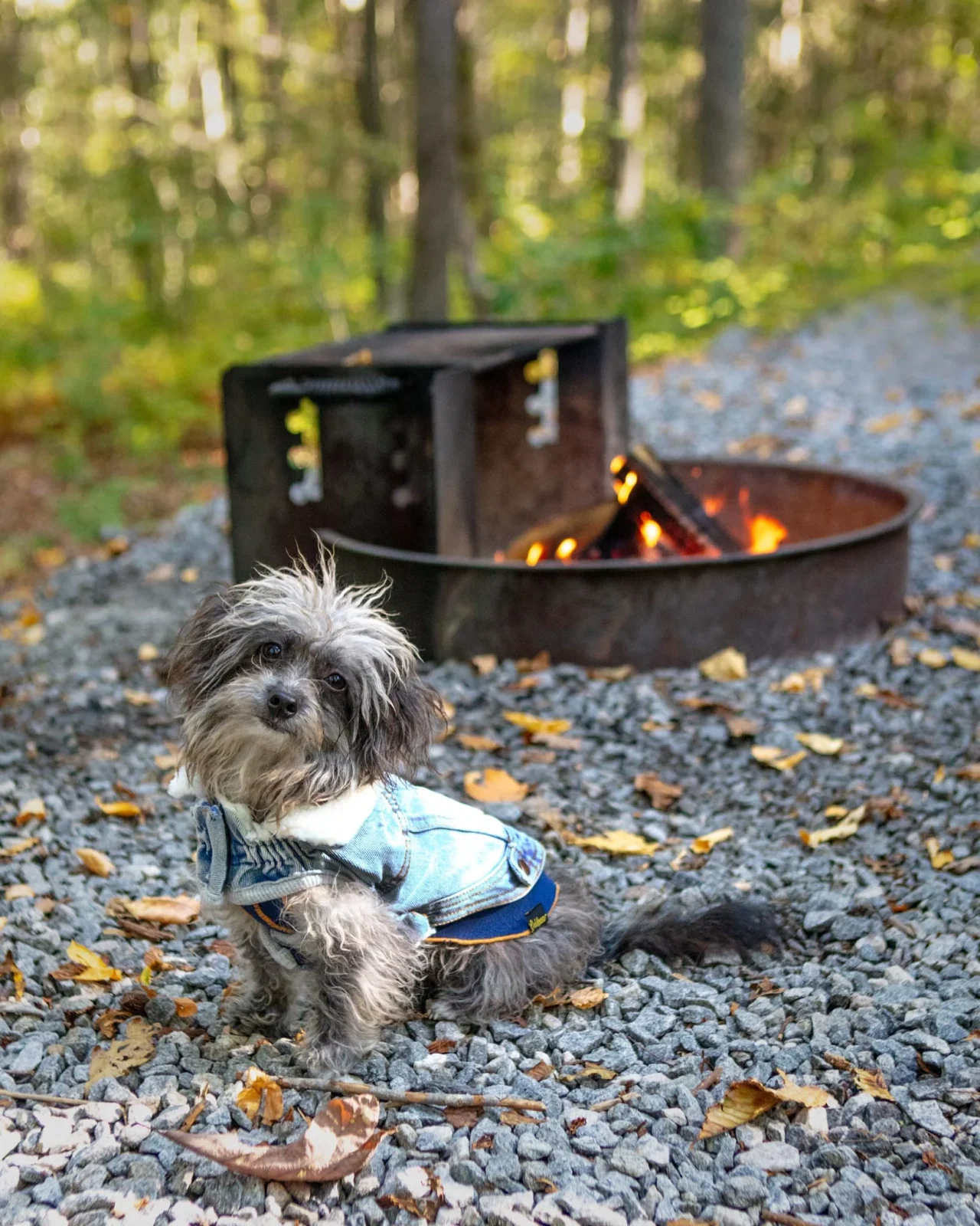 Northside Sherpa-Lined Denim Dog Jacket