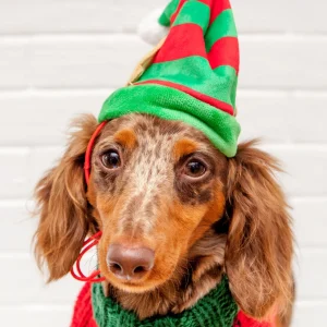 Lil' Helper Elf Hat for Dogs